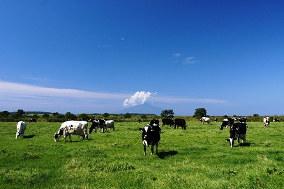 【北海道】乳牛の牧場