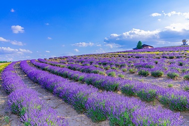 北海道温泉旅館